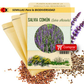 SALVIA Salvia officinalis semillas x 2,5 g