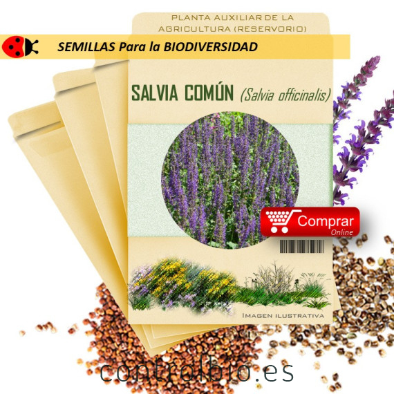 SALVIA Salvia officinalis semillas x 2,5 g