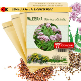 VALERIANA V. officinalis semillas x 2,5 g