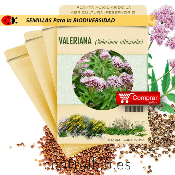 VALERIANA V. officinalis semillas x 2,5 g