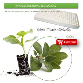 COMPRAR SALVIA bandeja 70 Ud