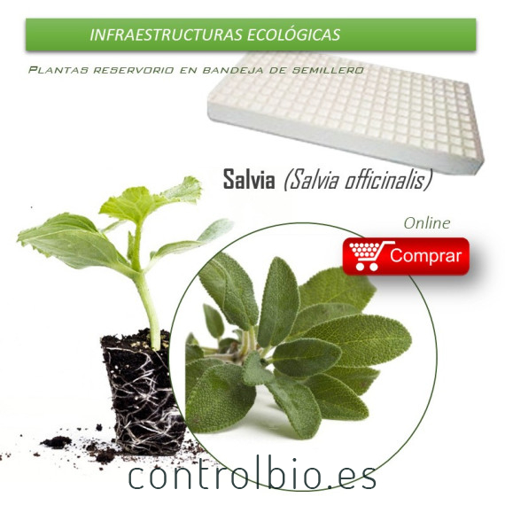 COMPRAR SALVIA bandeja 70 Ud