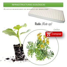 RUDA bandeja de semillero X70 Ud
