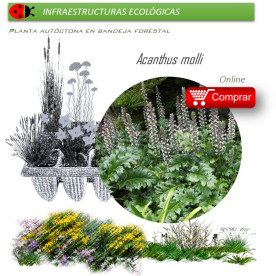 Venta de ACANTHUS MOLLI acanto BF 40/260