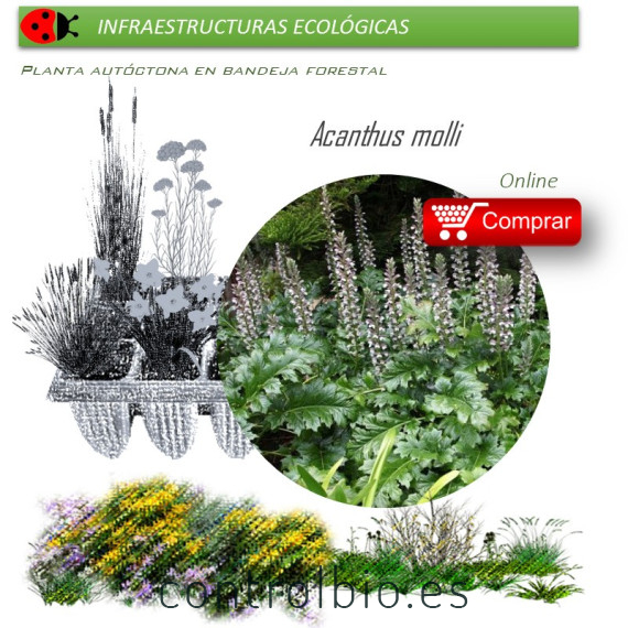 Venta de ACANTHUS MOLLI acanto BF 40/260