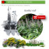 Venta de ACANTHUS MOLLI acanto BF 40/260