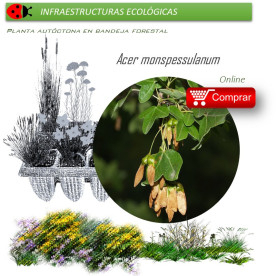 Venta de ACER MONSPESSULANUM (Arce de Montpelier) BF 40/260