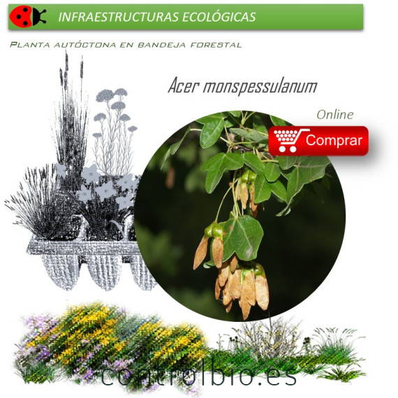 Venta de ACER MONSPESSULANUM (Arce de Montpelier) BF 40/260