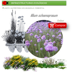 Venta de ALLIUM SCHOENOPRASUM (Cebollino) BF 40/260