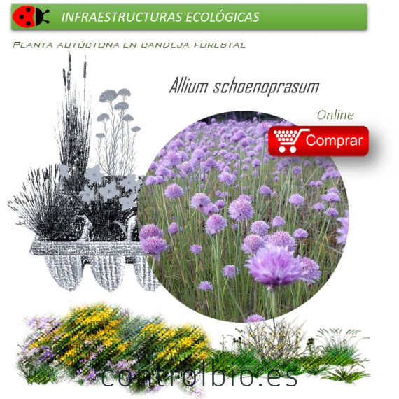 Venta de ALLIUM SCHOENOPRASUM (Cebollino) BF 40/260