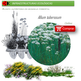 Venta de ALLIUM TUBEROSUM (Cebollino chino) BF 40/260