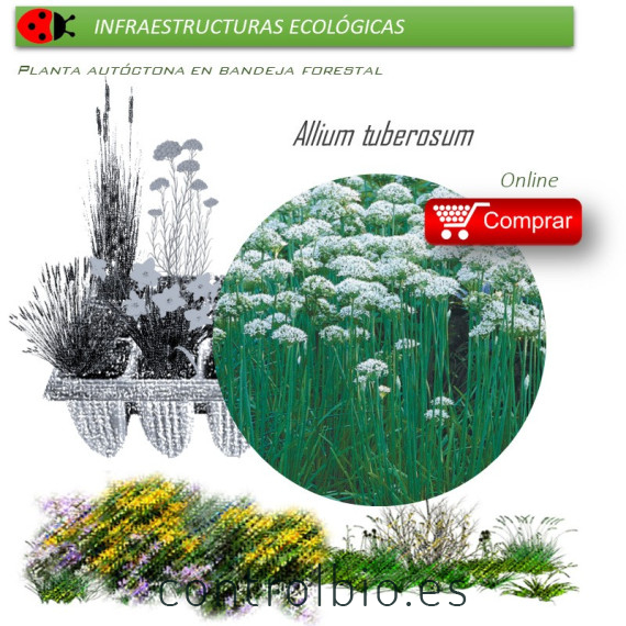 Venta de ALLIUM TUBEROSUM (Cebollino chino) BF 40/260