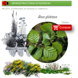 Venta de ALNUS GLUTINOSA (Aliso) BF 45/220