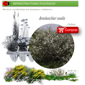 Venta de AMELANCHIER OVALIS (Guillomo) BF40/260