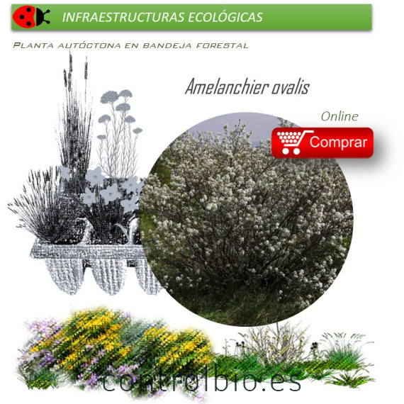 Venta de AMELANCHIER OVALIS (Guillomo) BF40/260