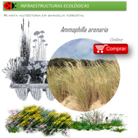 Venta de AMMOPHILLA ARENARIA (Barrón) BF 45/220