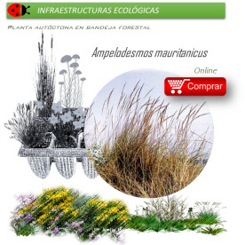 Venta de AMPELODESMOS MAURITANICUS (Carrizo) BF 40/260