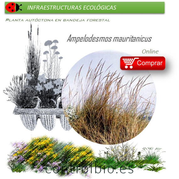 Venta de AMPELODESMOS MAURITANICUS (Carrizo) BF 40/260