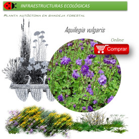 Venta de AQUILEGIA VULGARIS (Aguileña) BF 40/260