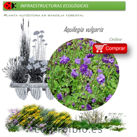 Venta de AQUILEGIA VULGARIS (Aguileña) BF 40/260
