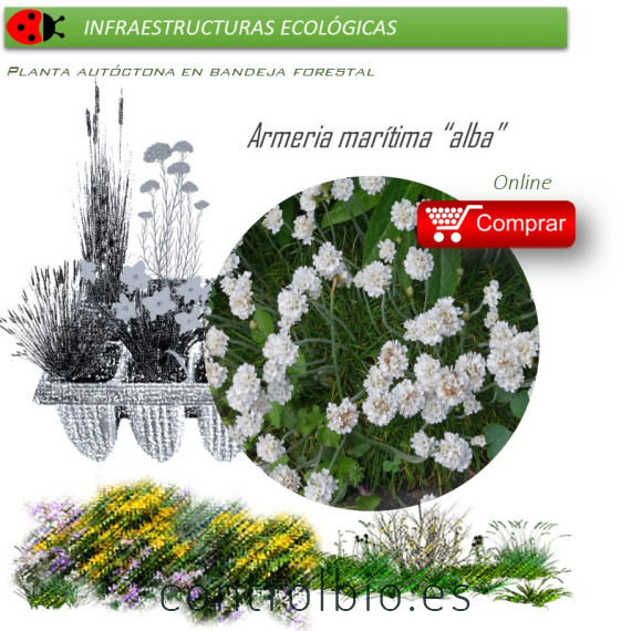 ARMERIA MARITIMA ALBA (Clavel de mar) BF 40/260
