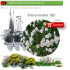 ARMERIA MARITIMA ALBA (Clavel de mar) BF 40/260