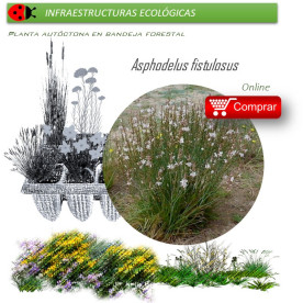 Venta de ASPHODELUS FISTULOSUS (Gamón) BF 40/260