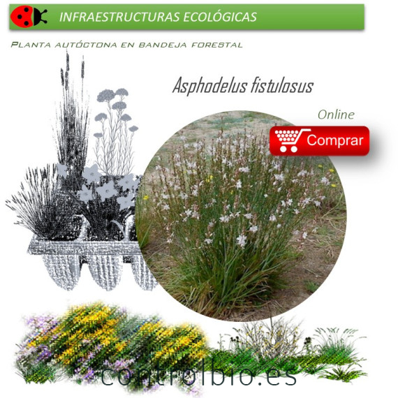Venta de ASPHODELUS FISTULOSUS (Gamón) BF 40/260