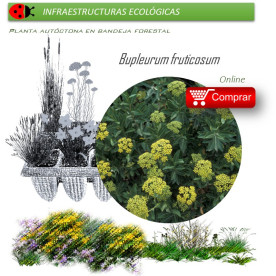 Venta de BUPLEURUM FRUTICOSUM (Adelfilla) BF 45/220
