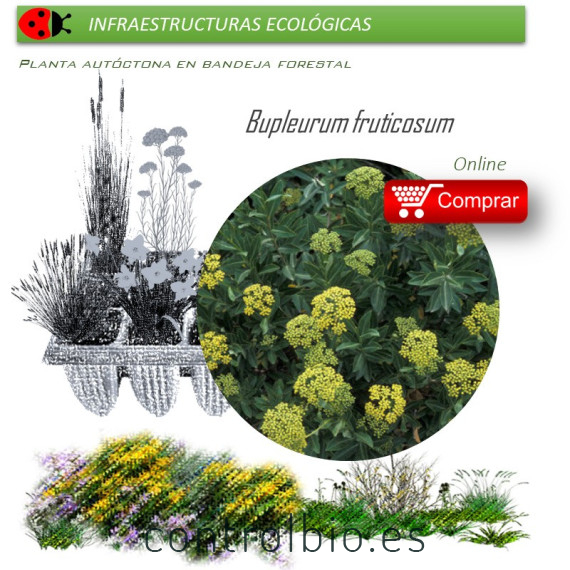 Venta de BUPLEURUM FRUTICOSUM (Adelfilla) BF 45/220