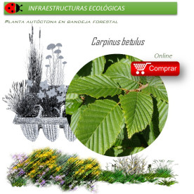 Venta de CARPINUS BETULUS (Carpe) BF 28/400