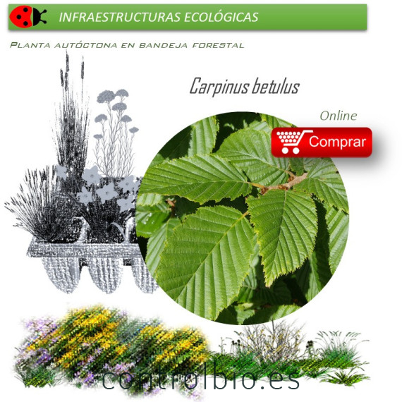 Venta de CARPINUS BETULUS (Carpe) BF 28/400