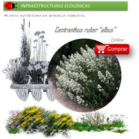 Venta de CENTRANTHUS RUBER (Alfeñique) BF 40/260