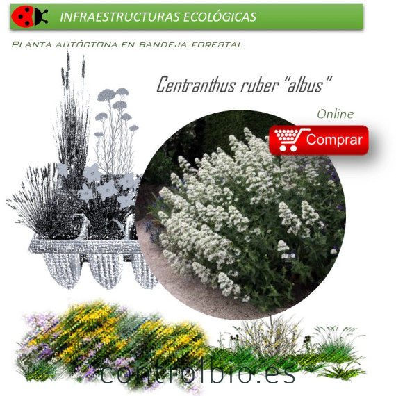 Venta de CENTRANTHUS RUBER (Alfeñique) BF 40/260