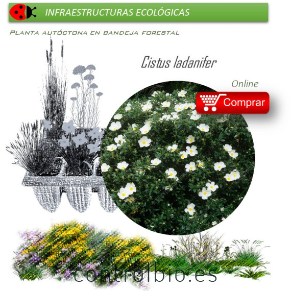 Venta de CISTUS LADANIFER (Jara pringosa) BF 45/220