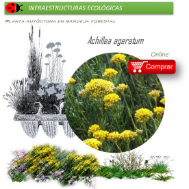 Venta de ACHILLEA AGERATUM (Agerato)  AH 54
