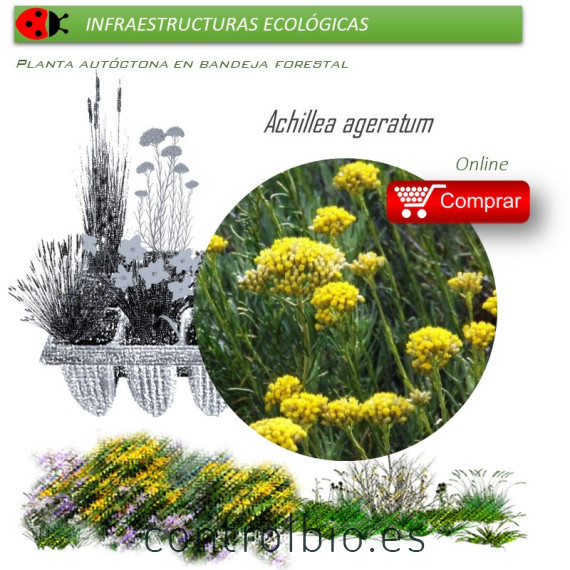 Venta de ACHILLEA AGERATUM (Agerato)  AH 54