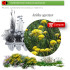 Venta de ACHILLEA AGERATUM (Agerato)  AH 54