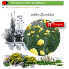Venta de ACHILLEA FILIPENDULINA (milenrama dorada) AH 54