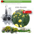 Venta de ACHILLEA FILIPENDULINA (milenrama dorada) AH 54