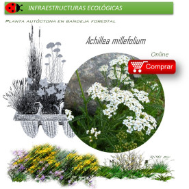 Venta deACHILLEA MILLEFOLIUM (Milenrama) AH 54
