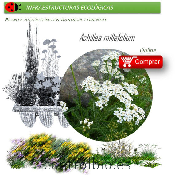 Venta deACHILLEA MILLEFOLIUM (Milenrama) AH 54
