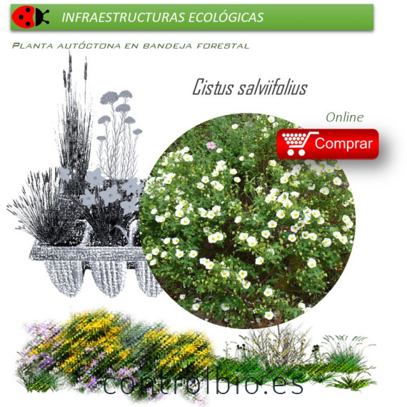 Venta de CISTUS SALVIIFOLIUS (Jaguarzo morisco) AF 45/220