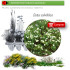 Venta de CISTUS SALVIIFOLIUS (Jaguarzo morisco) AF 45/220