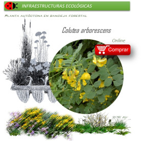 Venta de COLUTEA ARBORESCENS (Espantalobos) AF 28/400