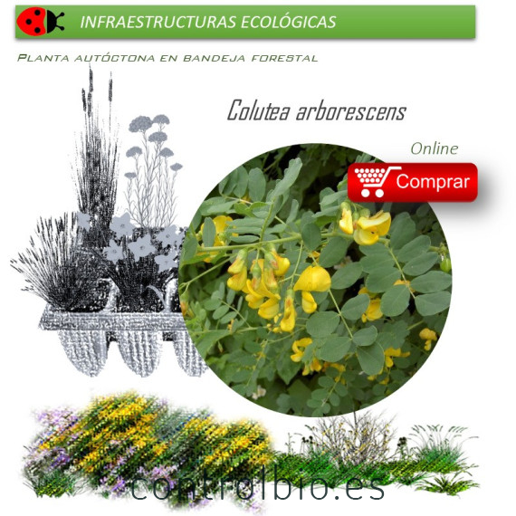 Venta de COLUTEA ARBORESCENS (Espantalobos) AF 28/400