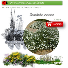 venta de CONVOLVULUS CNEORUM (Campanilla plateada) BF 40
