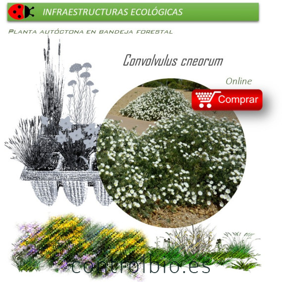 venta de CONVOLVULUS CNEORUM (Campanilla plateada) BF 40