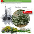 venta de CONVOLVULUS CNEORUM (Campanilla plateada) BF 40