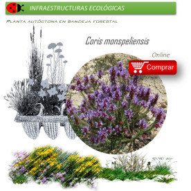 Venta de CORIS MONSPELIENSIS (Hierba pincel) BF 40/260
